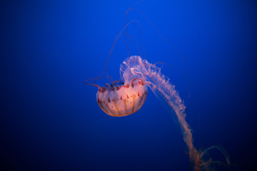 Beautiful Jellyfish drifting at the Monterrey Bay Aquarium 