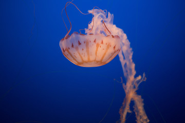 Beautiful Jellyfish drifting at the Monterrey Bay Aquarium 