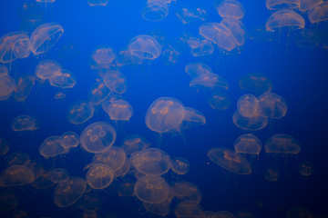 Beautiful Jellyfish drifting at the Monterrey Bay Aquarium 