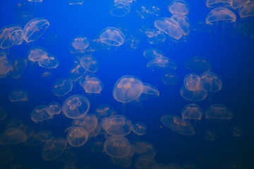Beautiful Jellyfish drifting at the Monterrey Bay Aquarium 