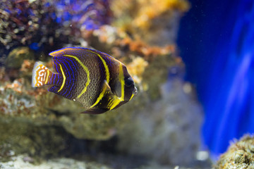 Beautiful swimming fish at Monterrey Bay Aquarium
