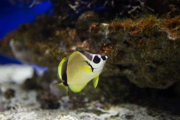 Beautiful swimming fish at Monterrey Bay Aquarium