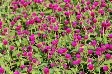 Fototapeta premium Globe amaranth flower in the garden of King Rama IX park in Thailand
