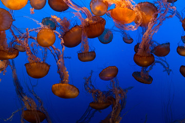 Beautiful Jellyfish drifting at the Monterrey Bay Aquarium 