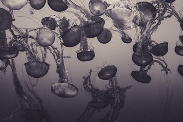 Beautiful Jellyfish drifting at the Monterrey Bay Aquarium in black and white