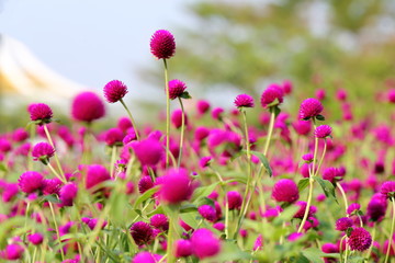 Globe amaranth flower in the garden of King Rama IX park in Thailand