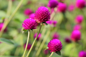 Closeup,Globe amaranth flower in the garden of King Rama IX park in Thailand
