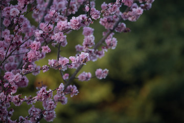 Obraz premium Beautiful spring flowers blooming in Monterrey California 