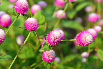 Closeup,Globe amaranth flower in the garden of King Rama IX park in Thailand