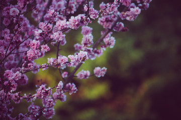 Beautiful spring flowers blooming in Monterrey California 