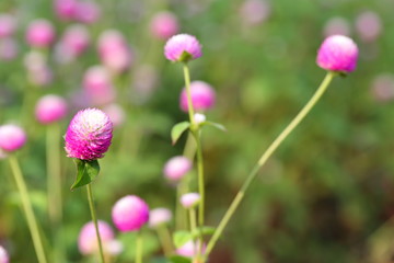 Closeup,Globe amaranth flower in the garden of King Rama IX park in Thailand