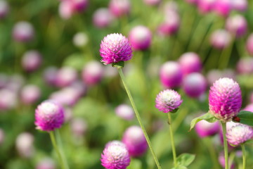 Fototapeta premium Closeup,Globe amaranth flower in the garden of King Rama IX park in Thailand