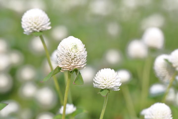 Closeup,Globe amaranth flower in the garden of King Rama IX park in Thailand