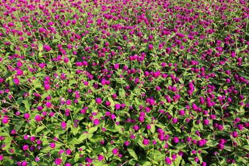 Globe amaranth flower in the garden of King Rama IX park in Thailand