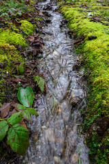 Heavy rain runoff through vibrant green moss, winter day