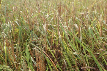 grass in the field