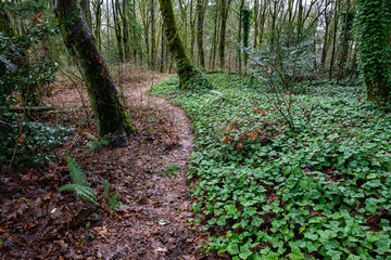 Path through the woods covered in dead leaves and invasive English ivy, wet winter day