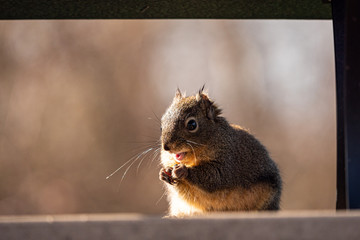 close up of a cute Douglas squirrel sitting inside bird feeder focus on eating 