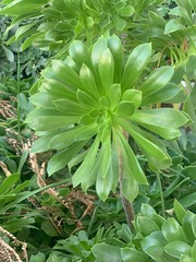 Aeonium Succulents, drought tolerant succulent varieties
