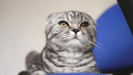 british scottish fold cat. the cat is lying. pet rests in the room. beautiful tabby cat.