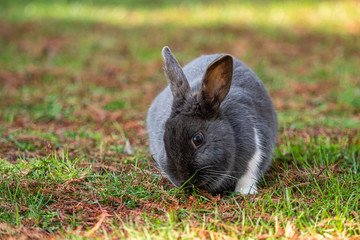 one  cute grey rabbit with one white haired leg eating green grasses in the park in the shade on a sunny day while staring at  you