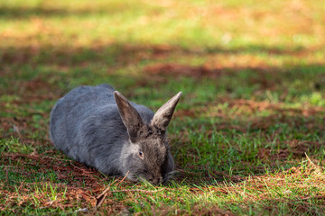 one chubby grey rabbit eating on thin grass field on a sunny day in the park