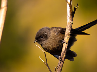 Black Fantail perched on a branch in New Zealand bush