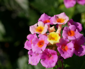 Fototapeta na wymiar Lantana pink flower