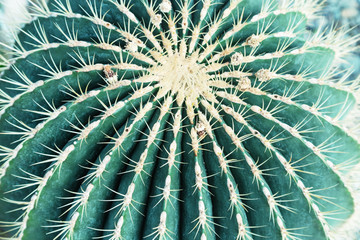 Natural green cactus close up in nature. Wild prickly succulent plant outdoors with sun light....