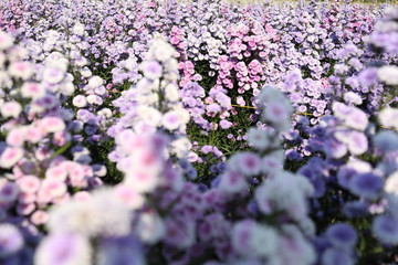 Purple violet flower field in countryside with fresh air will release from stress. Flower natural wallpaper