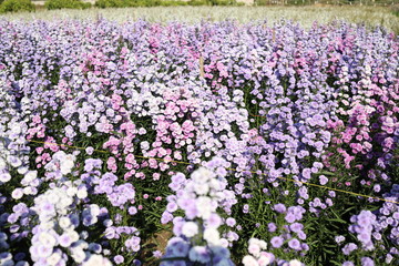 Purple violet flower field in countryside with fresh air will release from stress. Flower natural wallpaper