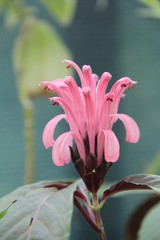Jacobinia plant in blooming. close-up single pink flower Jacobinia plant.macro photography...