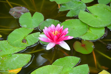 Crimea. Nikitsky Botanical Park. Lotus