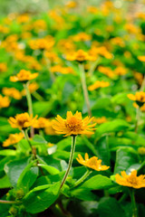 yellow flowers
