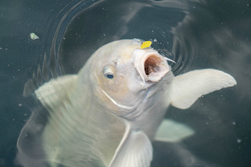 Fancy carp fish eating pellet food for pets.