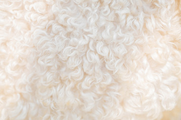 Close-up of sheep's skin and fur and as a background image.