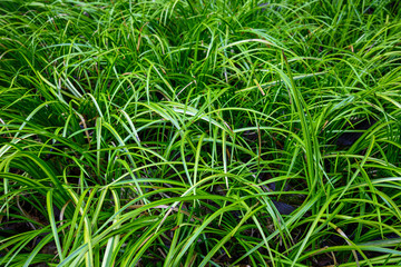 Green ornamental grass as a nature background