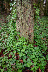 Invasive English ivy taking over woodland, winter day