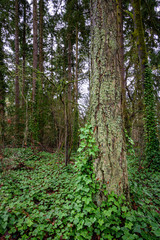 Invasive English ivy taking over woodland, winter day