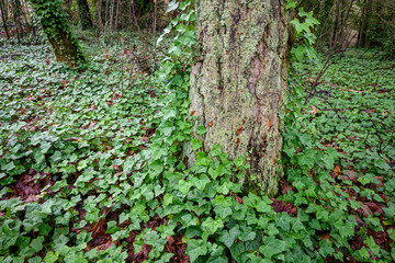 Invasive English ivy taking over woodland, winter day