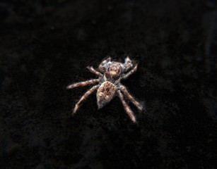 Spider isolated on dark background. Menemerus bivittatus is a spider in the Salticidae family commonly known as the gray wall jumper.