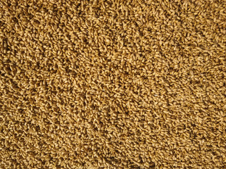 background of sunflower seeds