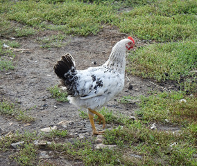 Laying chicken in the yard. Village life in Russia
