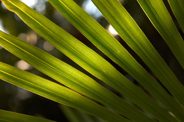 tropical palm leaf close-up. Backgrounds, textures.
