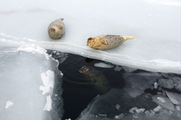 Group of seals (spotted seal, largha seal, Phoca largha) laying on the edge of ice and swimming in the dark sea water in cloudy winter day. Portrait of cute sea mammals. Wild spotted seals closeup.