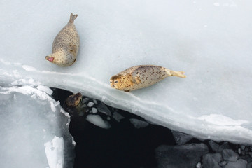 Group of seals (spotted seal, largha seal, Phoca largha) laying on the edge of ice and swimming in the dark sea water in cloudy winter day. Portrait of cute sea mammals. Wild spotted seals closeup.