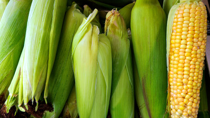 Corn On The Cob. Pile ripe Corn in market.