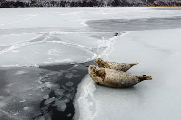 Seals (spotted seal, largha seal, Phoca largha) laying on the edge of ice and swimming in the dark sea water in cloudy winter day. Portrait of cute sea mammals. Wild spotted seals closeup.