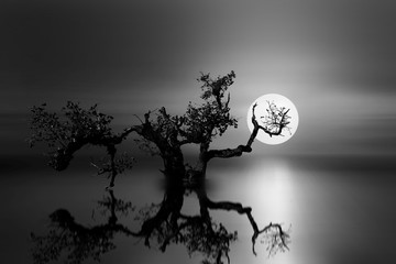 old tree under the moonlight