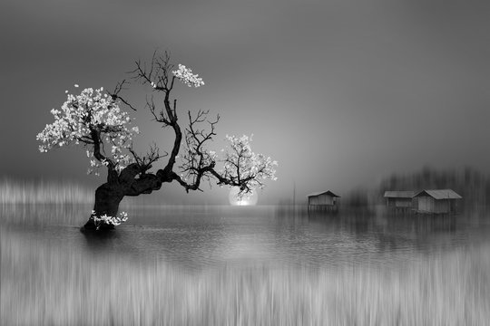 dancing tree on the lake